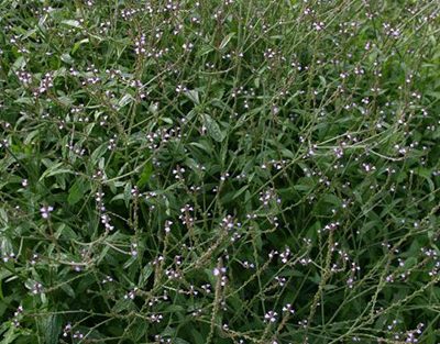 Verbena-officinalis