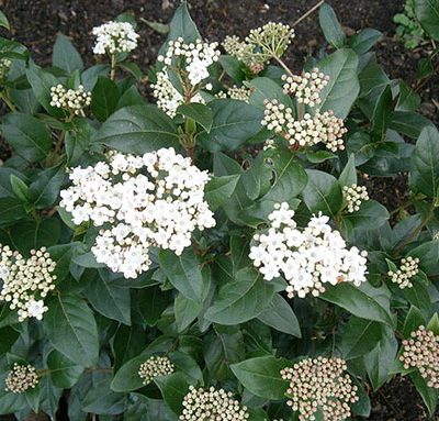 Viburnum_tinus