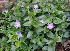 Vinca_major