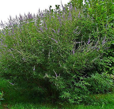 Vitex_agnus-castus
