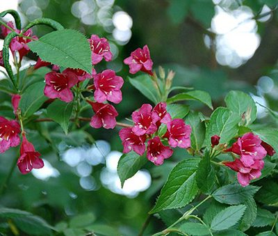 Weigelia_Conquete