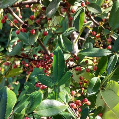 Zanthoxylum_armatum,-Poivrier-de-Timut-Bio