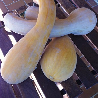 courge_longue_de_nice