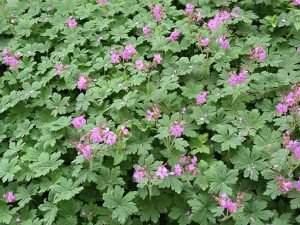 geranium_macrorrhizum_Czakor