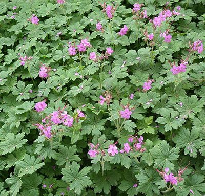 geranium_macrorrhizum_Czakor