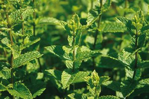 menthe_marocaine_bio