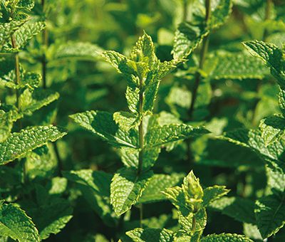 menthe_marocaine_bio