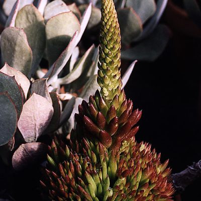 orostachys-erubescens