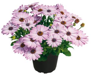 osteospermum_summersmile_light_pink