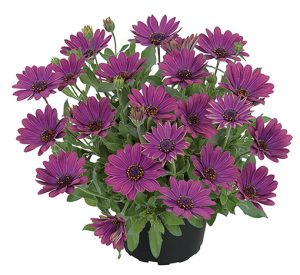 osteospermum_summersmile_magenta_hd