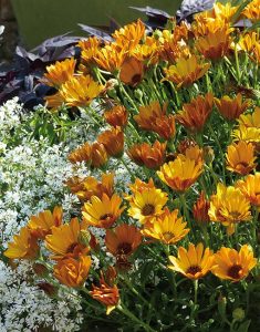 osteospermum_summersmile_orange_hd