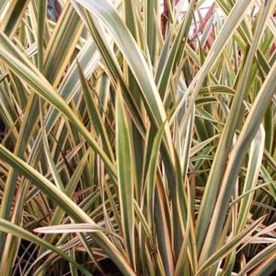 phormium_golden_ray