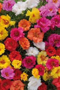 portulaca_grandiflora_happy_hourf1_mix_hd