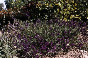 salvia-lycoides
