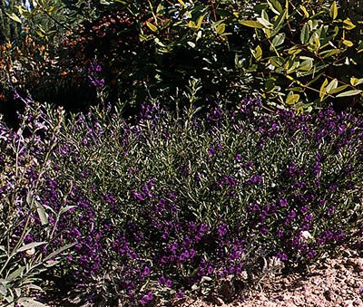 salvia-lycoides