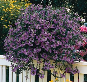 scaevola_aemula_saphira_r_purple_blue_hd