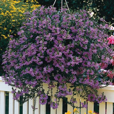 scaevola_aemula_saphira_r_purple_blue_hd