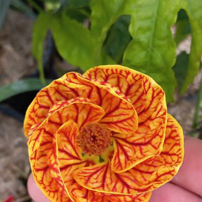 Large variété de plantes exotiques, comme l'Abutilon Red Tiger