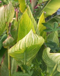 Canna_Panach