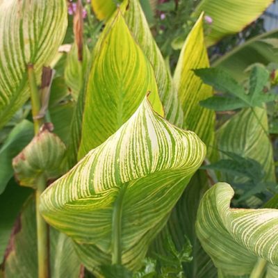Canna_Panach