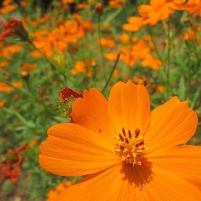 Cosmos_sulphureus