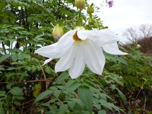 Dahlia_imperialis-alba