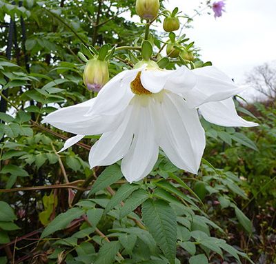 Dahlia_imperialis-alba