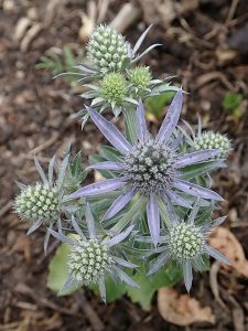 Eryngium_planum_Blue_Hobbit