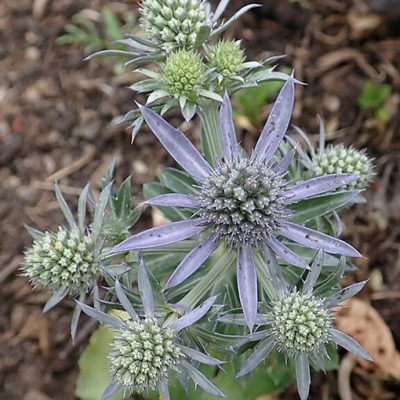 Eryngium_planum_Blue_Hobbit
