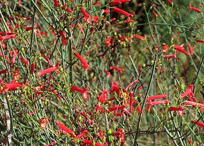 Galvezia_juncea