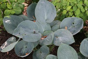 Hosta_Big_Daddy