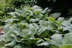 Hosta_Guacamole