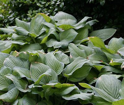 Hosta_Guacamole