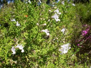 Salvia_namaensis