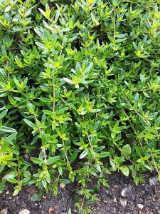 Thymus_longicaulis