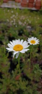 Anthemis_tinctoria_alba