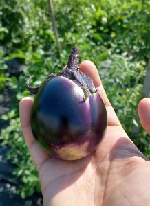 Des plantes pour potager comme cette Aubergine Kamo