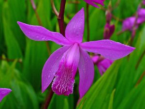 Bletilla_striata