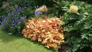 Heuchera_Creme_brulee
