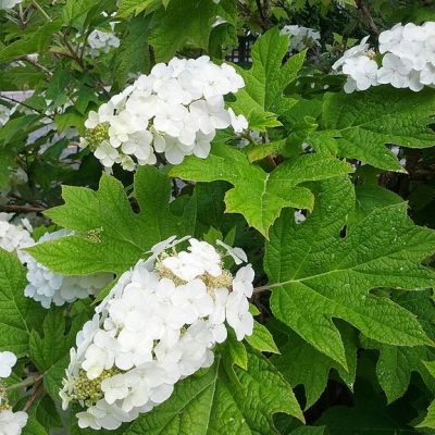 Hydrangea_quercifolia