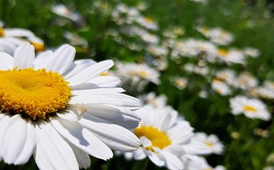 Leucanthemum