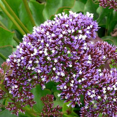 Limonium_perezii