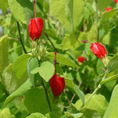 Malvaviscus_arboreus
