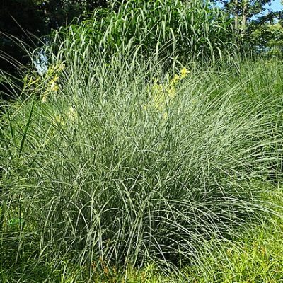 Miscanthus_sinensis_Morning_Light