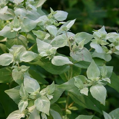 Pycnanthemum_muticum