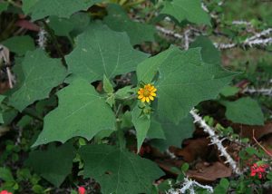 Smallanthus_sonchifolius