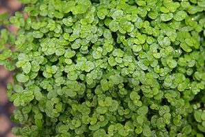 Soleirolia_soleirolii