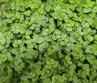 Soleirolia_soleirolii