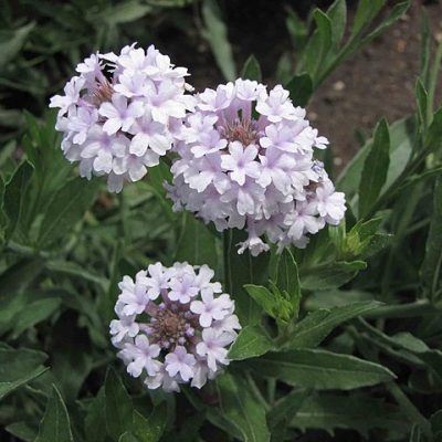 Verbena_rigida_v_lilacina_