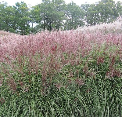 miscanthus_red_chief